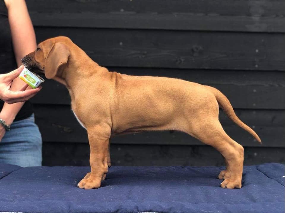 Shabani ridgebacks best sale